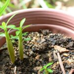 Un giardino con piante verdi, mentre una mano versa lievito nel terreno per fertilizzarle.