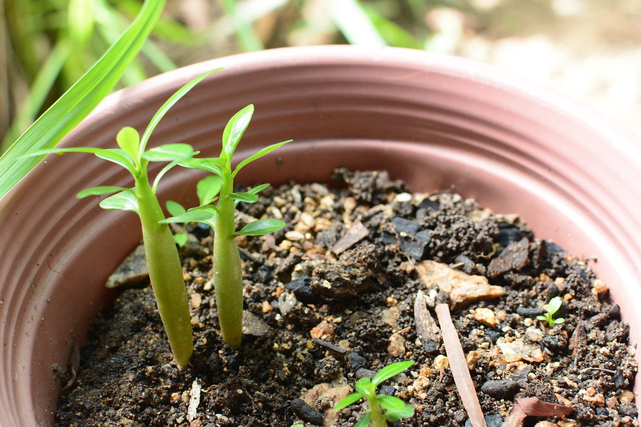 Un giardino con piante verdi, mentre una mano versa lievito nel terreno per fertilizzarle.