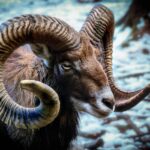 Ariete 2026: previsioni astrologiche per un anno intenso e trasformativo.