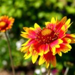 Cinque piante verdi su un sfondo soleggiato, ideali per resistere al caldo estivo.